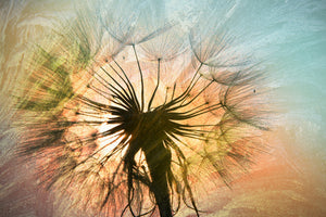 modern-3-piece-canvas-print-xxl-dandelion