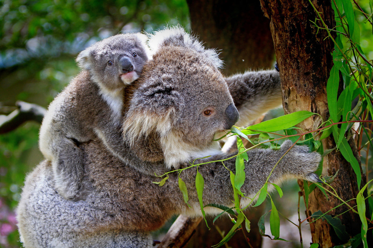 poster-print-mom-and-baby-koala
