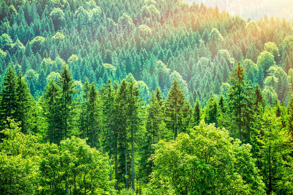 modern-3-piece-acrylic-print-the-forest-hill