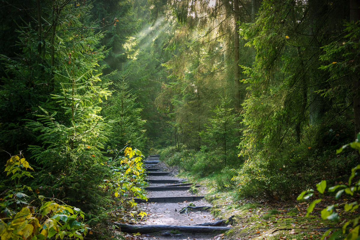 poster-print-a-path-between-firs