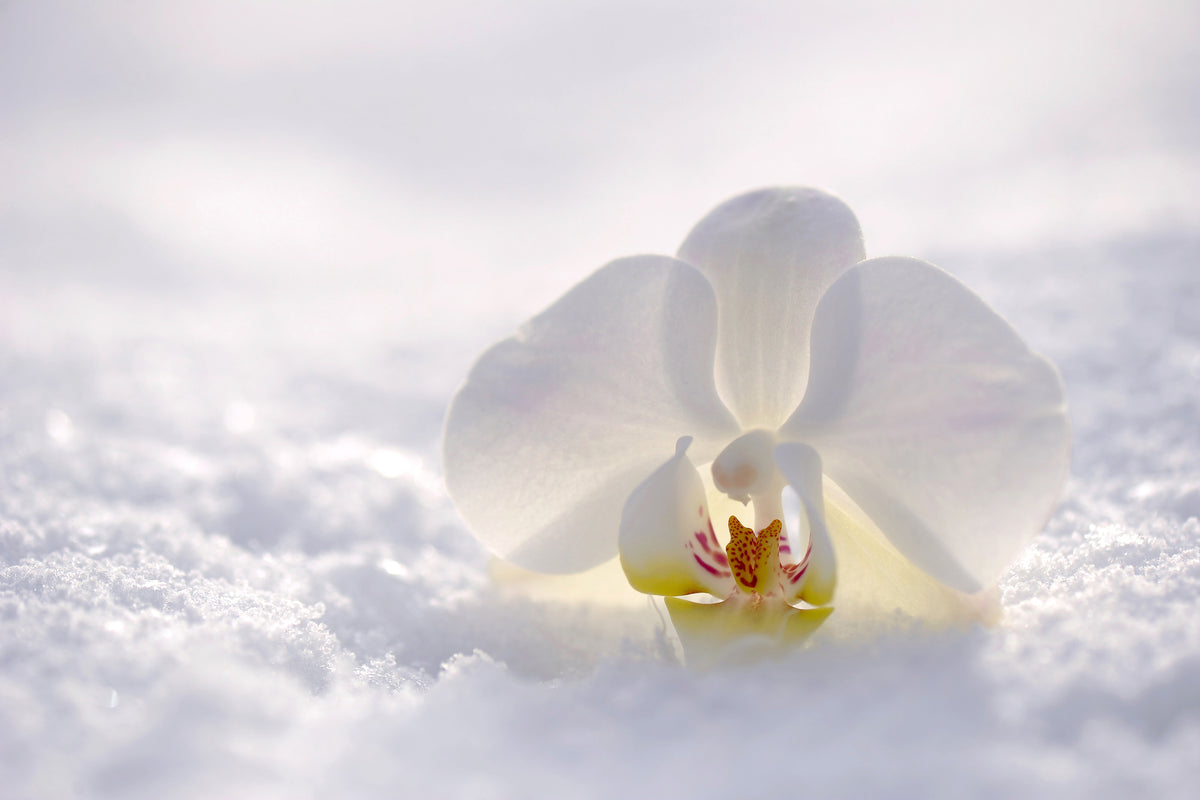 3-piece-canvas-print-the-orchids-bloom