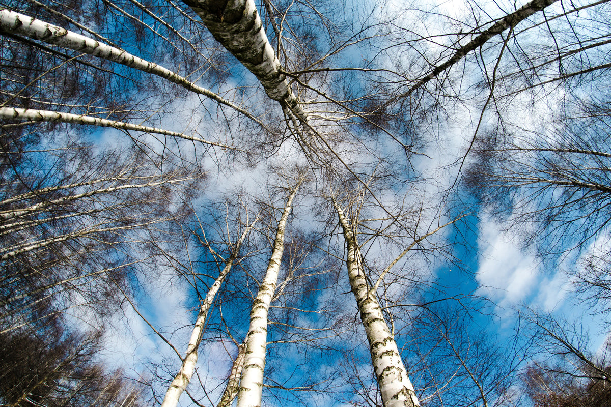 framedposter-print-birch-crowns