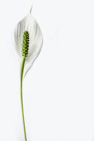 aluminium-print-the-peace-lily