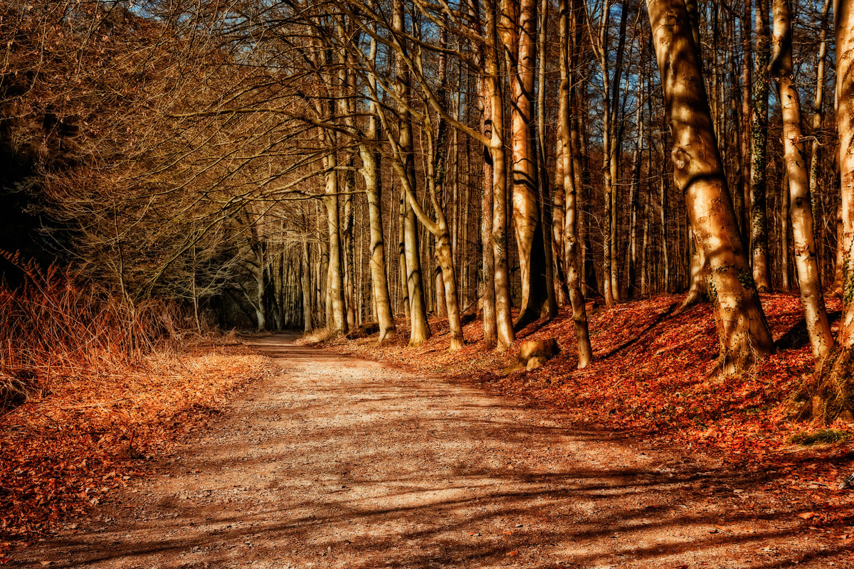poster-print-nature-in-autumn