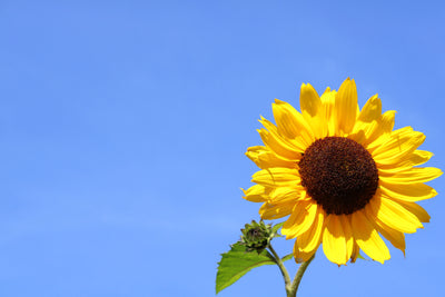 poster-print-sunflower-with-blue-sky