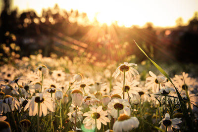 poster-print-daisies-at-sunset
