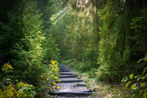 aluminium-print-a-path-between-firs