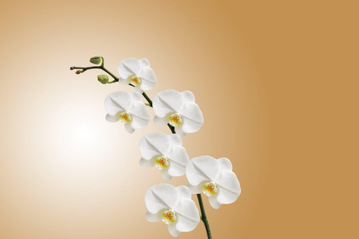 aluminium-print-white-orchids-xl