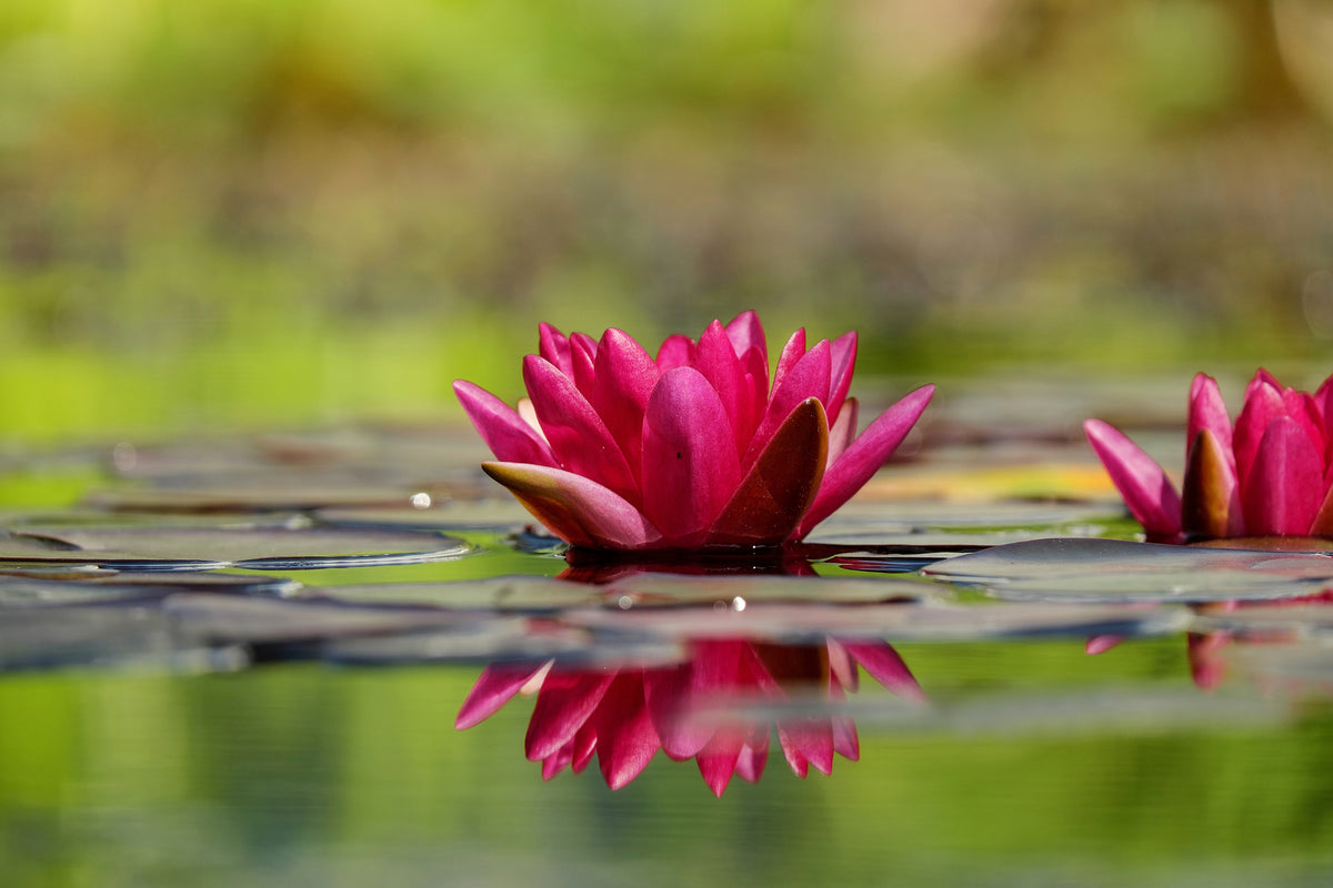 framedposter-print-red-water-lily-duo
