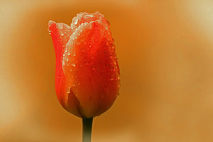 framedcanvas-print-a-tulip-in-the-morning-dew