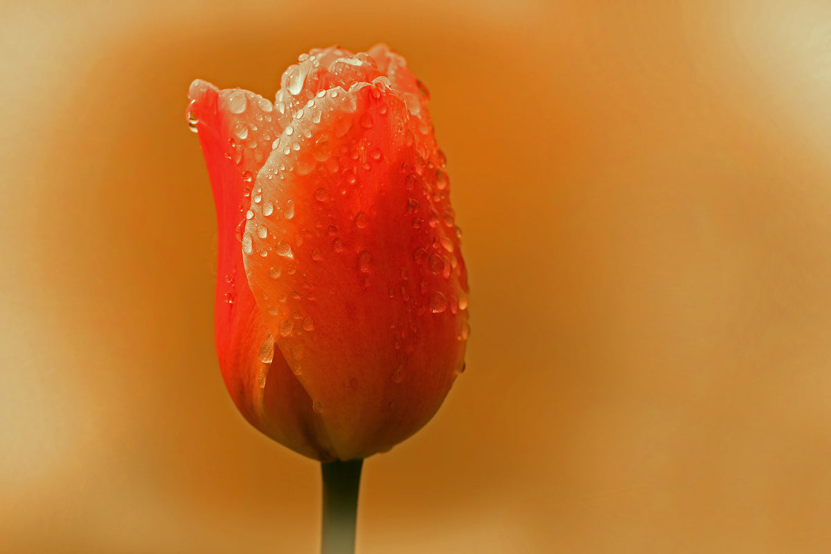 framedcanvas-print-a-tulip-in-the-morning-dew
