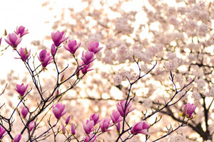 framedcanvas-print-beautiful-magnolia-xl