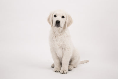 poster-print-sweet-golden-retriever-puppy