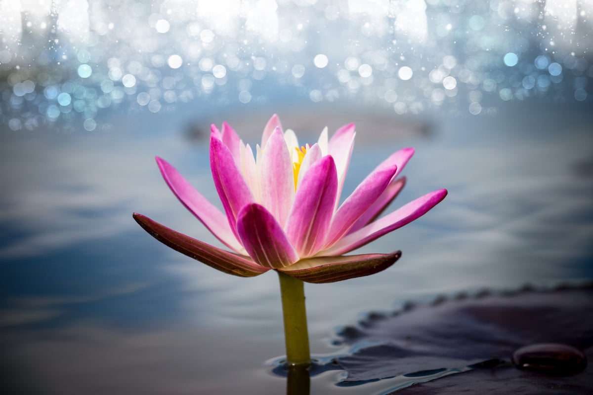 aluminium-print-lotus-in-the-morning-dew