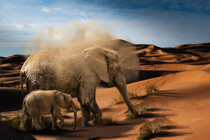 3-piece-acrylic-print-elephants-in-the-desert