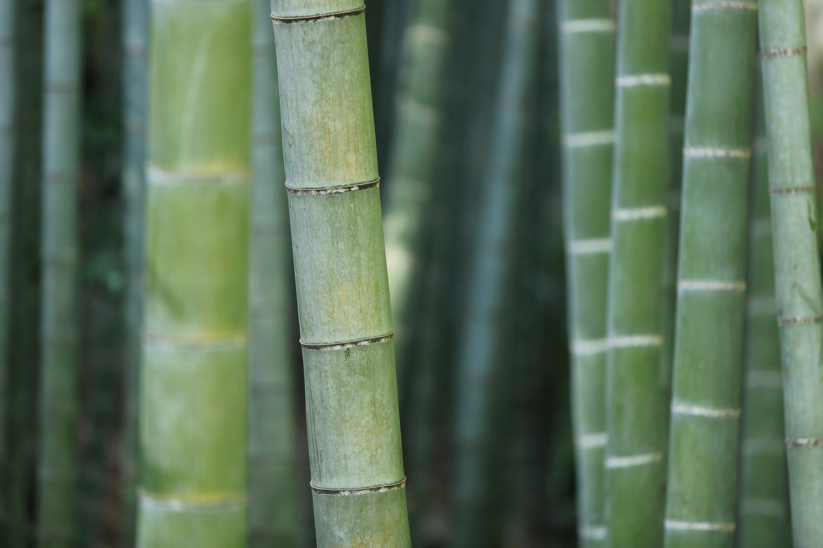 aluminium-print-bamboo-in-xxl