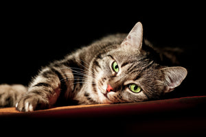 aluminium-print-relaxed-cat