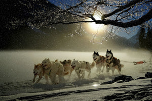poster-print-huskies