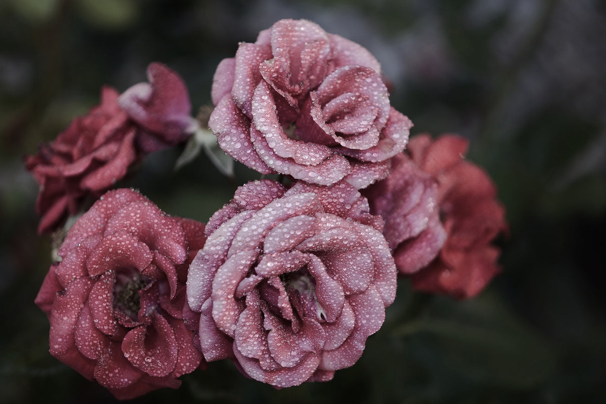 3-piece-acrylic-print-romantic-roses