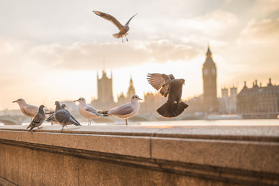 poster-print-the-pigeons-on-the-roof