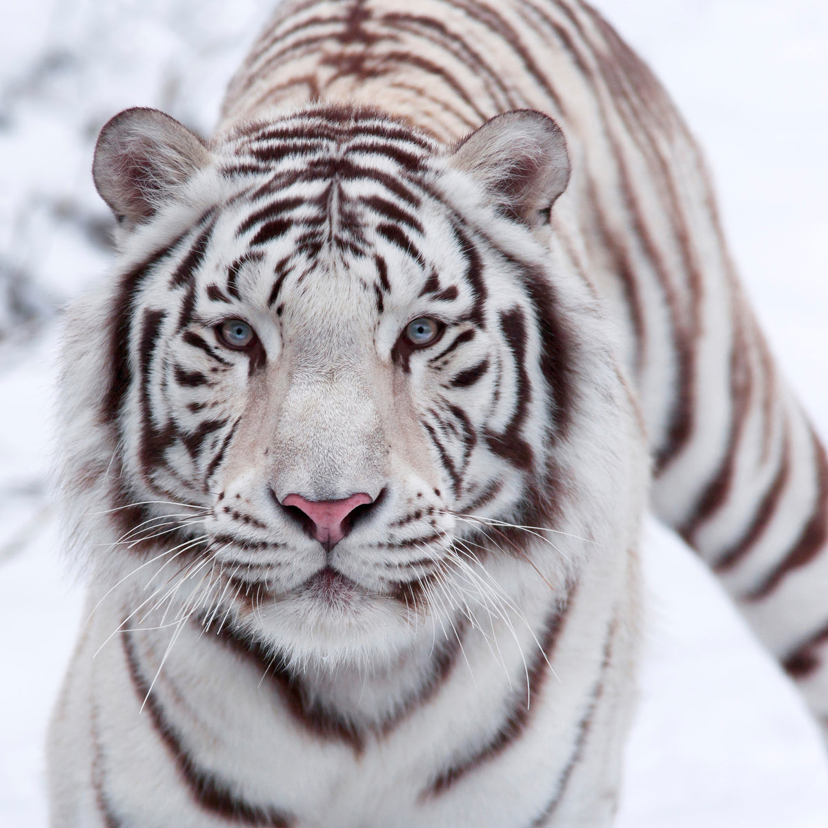 4-piece-aluminium-print-the-king-tiger