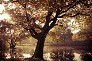 poster-print-landscape-park