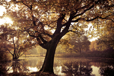 poster-print-landscape-park