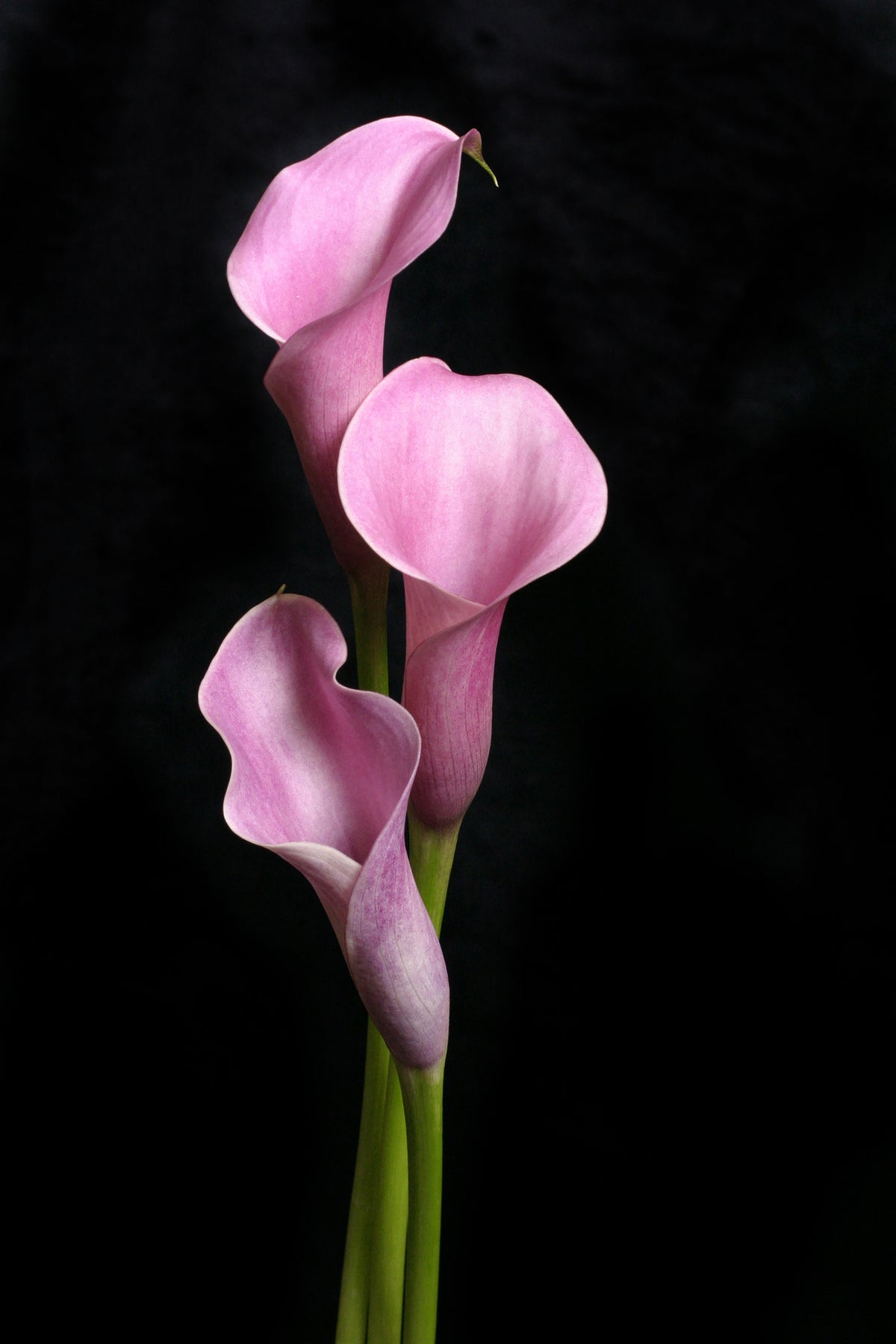 poster-print-3-purple-callas