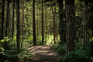 3-piece-acrylic-print-many-trees