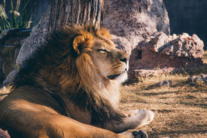 3-piece-canvas-print-lion-is-sunning-himself