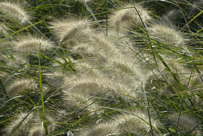 poster-print-ornamental-grass-in-the-wind