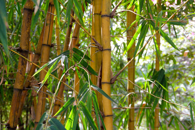 poster-print-wild-bamboo