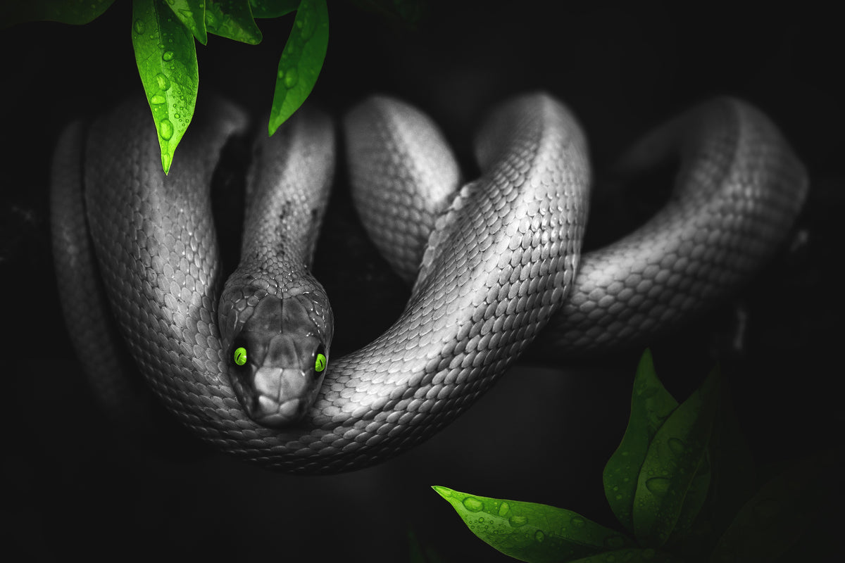 3-piece-canvas-print-attention-snake
