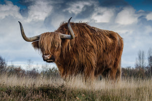 3-piece-acrylic-print-attention-bull
