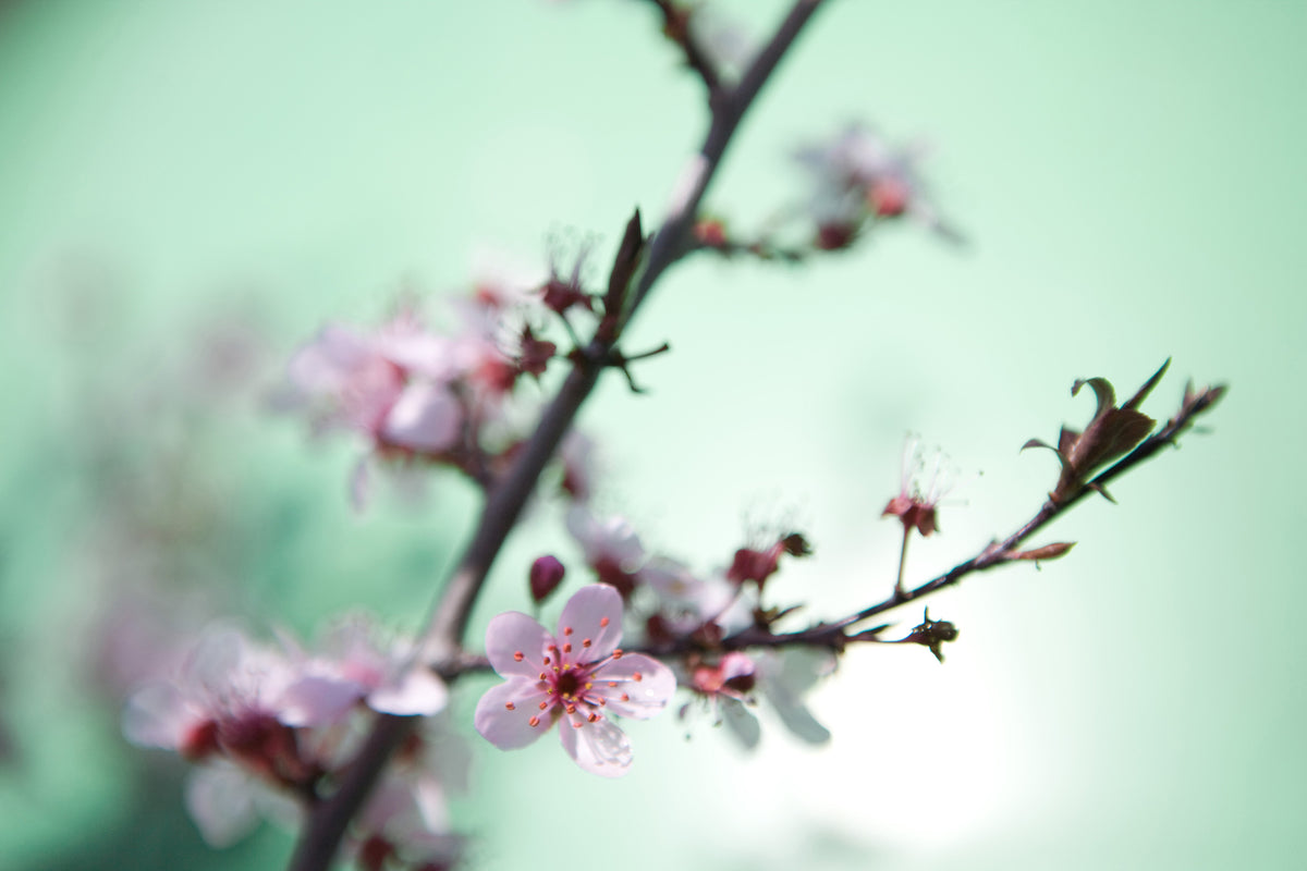 3-piece-aluminium-print-beautiful-japanese-cherry-blossom