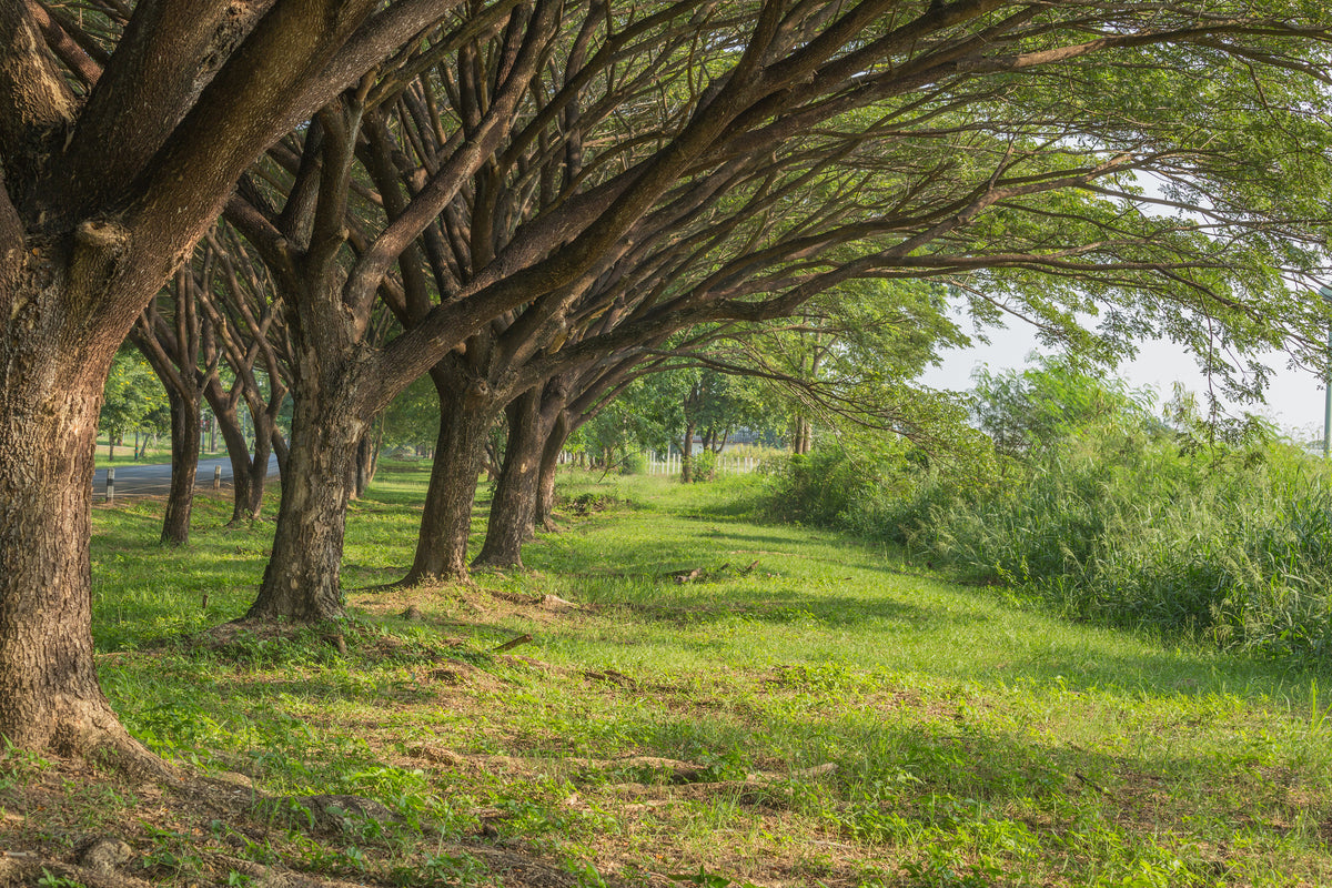 framedposter-print-mature-trees