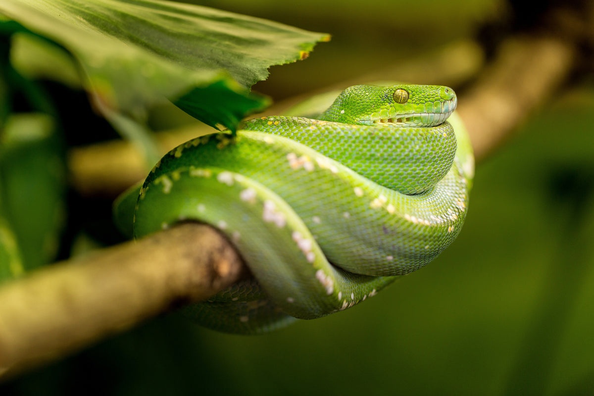 3-piece-canvas-print-green-snake