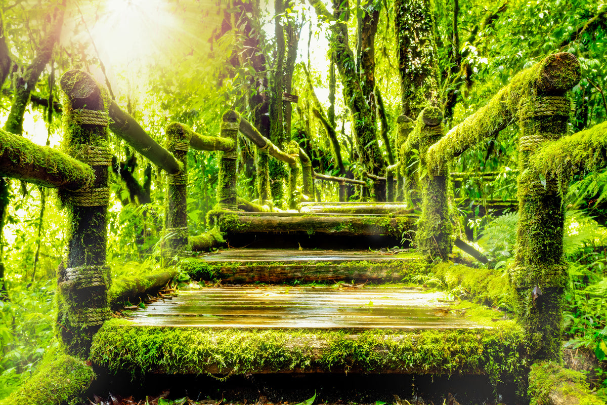 framedcanvas-print-moss