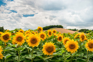 acrylic-print-landscape-with-sunflowers