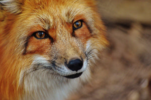 framedcanvas-print-the-fox