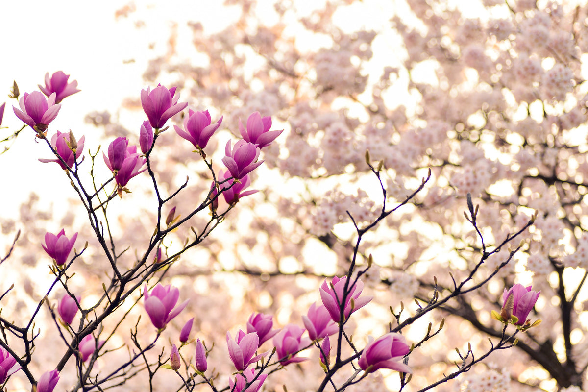poster-print-beautiful-magnolia-xl