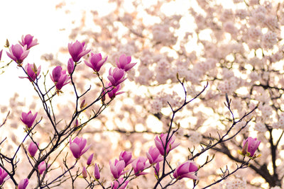 poster-print-beautiful-magnolia-xl