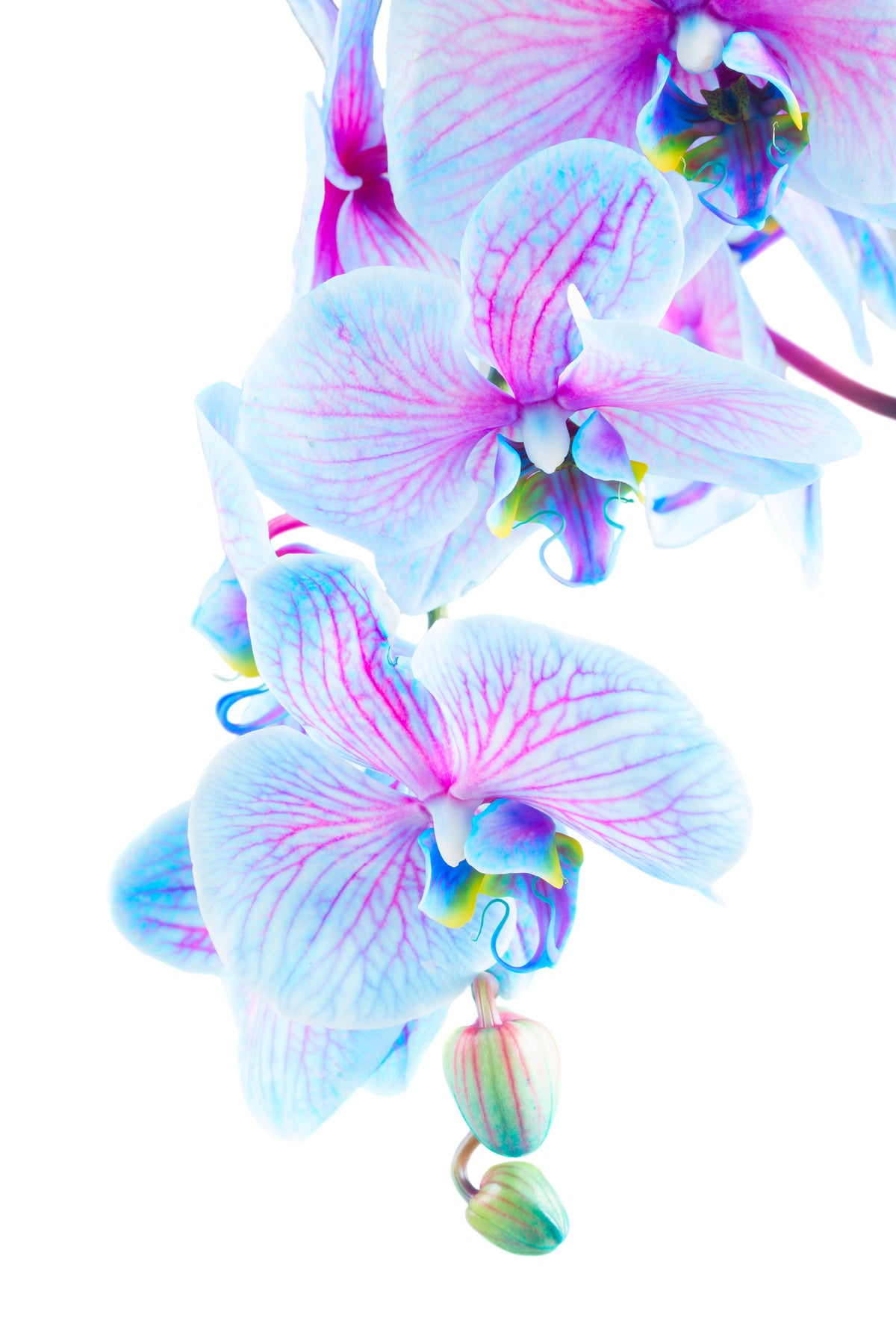 aluminium-print-orchid-butterfly