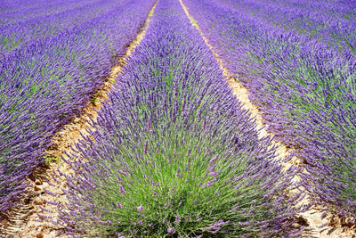 poster-print-the-lavender-field