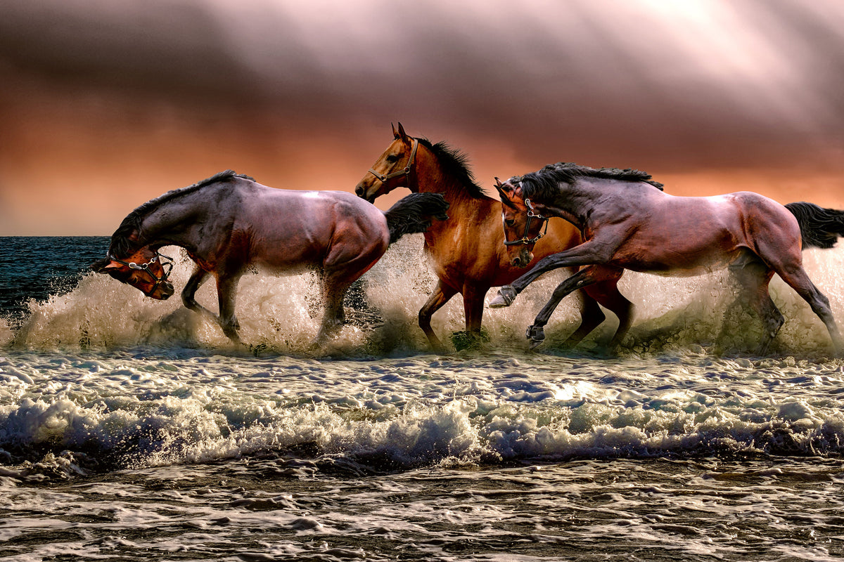 canvas-print-freedom-for-horses