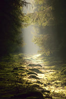 framedposter-print-the-wild-way
