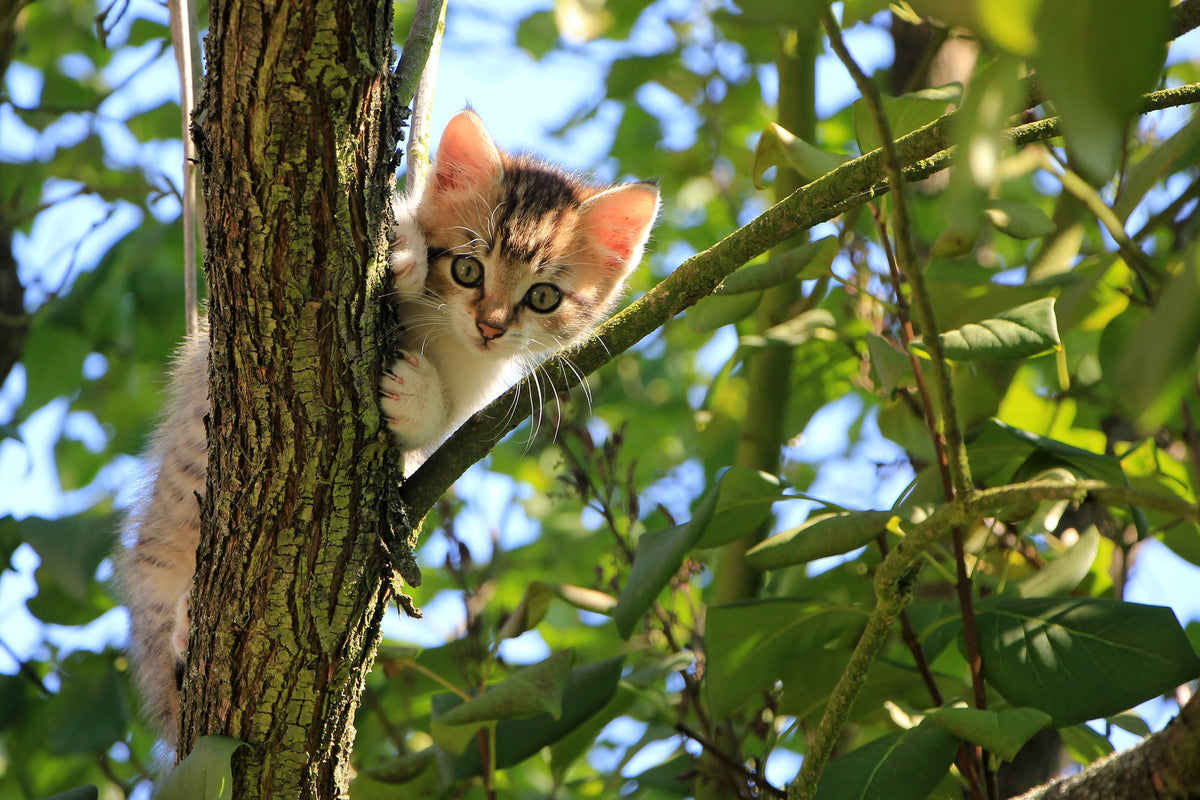 3-piece-acrylic-print-cute-cat-child