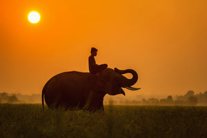 3-piece-canvas-print-the-holy-elephant