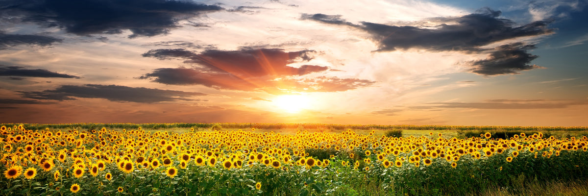 panoramic-3-piece-acrylic-print-a-field-of-sunflowers-panorama