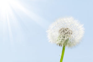 3-piece-aluminium-print-dandelion-in-sunbeam